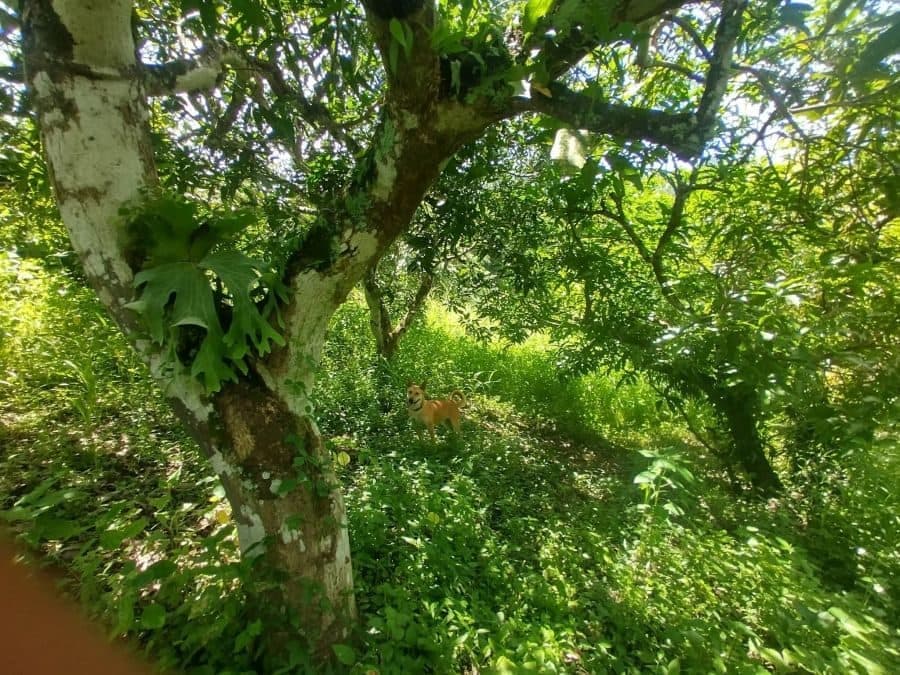 Photograph from the source listing, not taken by us.