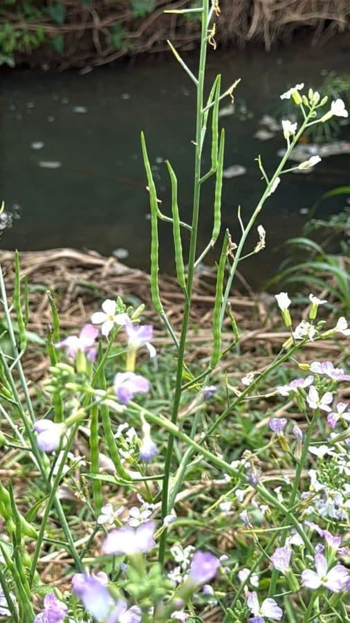 Photograph from the source listing, not taken by us.